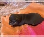 Small Photo #7 Dachshund Puppy For Sale in DENHAM SPRINGS, LA, USA