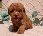 Small Photo #30 Cockapoo Puppy For Sale in GOSHEN, IN, USA