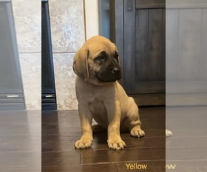 Mastiff Puppy for sale in MENIFEE, CA, USA