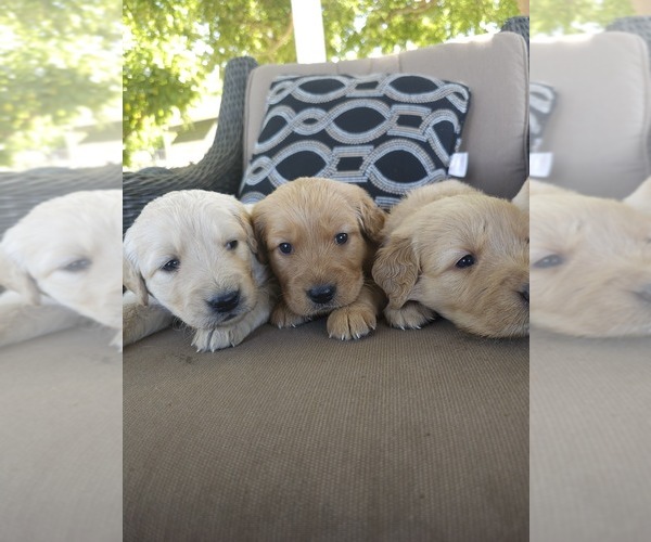 Medium Photo #12 Golden Retriever Puppy For Sale in ELVERTA, CA, USA