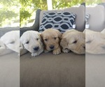 Small #11 Golden Retriever