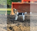 Small #12 Biewer Terrier