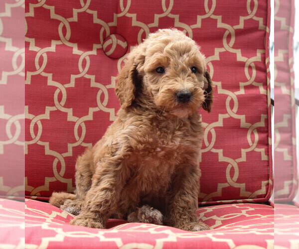 Medium Photo #5 Goldendoodle-Poodle (Standard) Mix Puppy For Sale in PARADISE, PA, USA