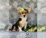 Small Photo #4 Pembroke Welsh Corgi Puppy For Sale in QUARRYVILLE, PA, USA