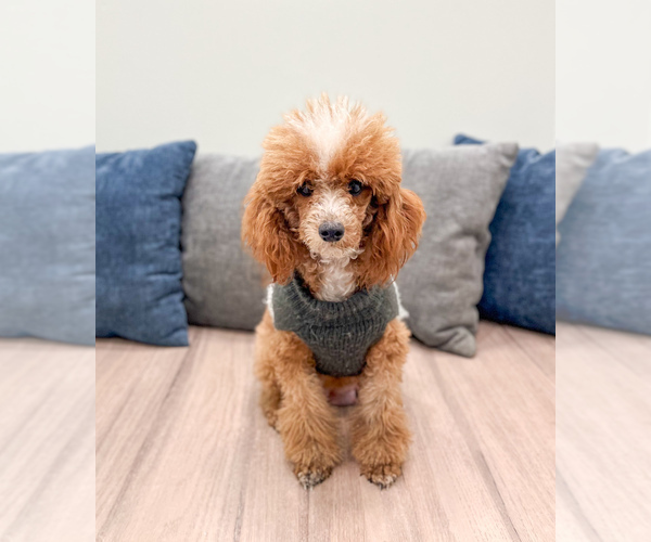 Medium Photo #1 Cavapoo (Miniature) Puppy For Sale in MILLERSBURG, OH, USA