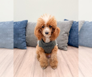 Mother of the Cavapoo (Miniature) puppies born on 05/08/2026