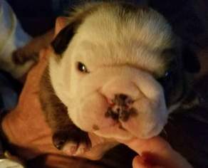 English Bulldogge Puppy for sale in ALDERSON, OK, USA