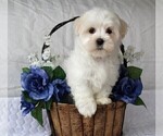 Small Photo #10 Maltese Puppy For Sale in ROCK STREAM, NY, USA