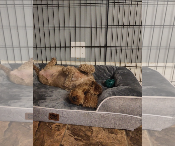 Medium Photo #4 Poodle (Toy) Puppy For Sale in Pacolet, SC, USA