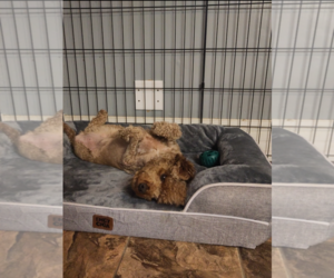 Mera Jun 26 in Foster in Charlotte, NC - Female Poodle (Toy) Dog for Adoption - Photo #4