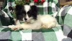 Small Photo #4 Pomsky Puppy For Sale in EDEN, PA, USA