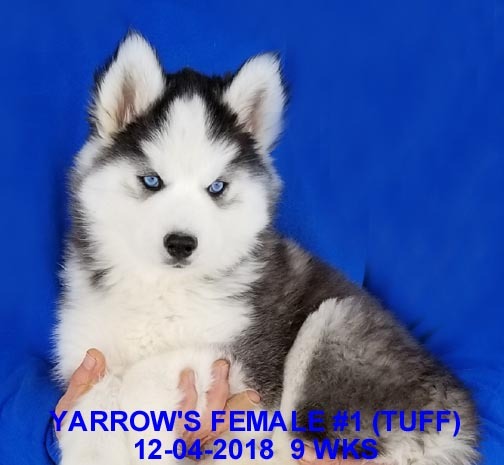 Medium Photo #3 Siberian Husky Puppy For Sale in MANILLA, IA, USA