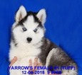 Small Photo #3 Siberian Husky Puppy For Sale in MANILLA, IA, USA