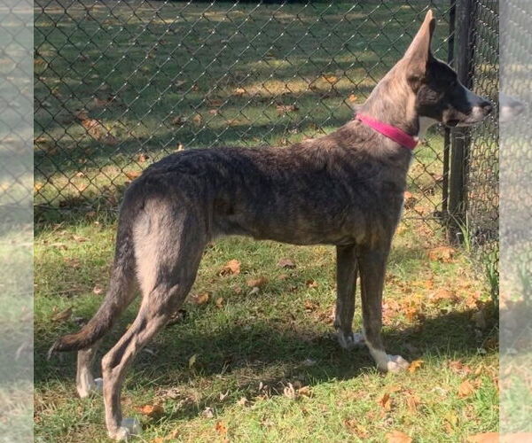 Medium Photo #4 Catahoula Leopard Dog-German Shepherd Dog Mix Puppy For Sale in Alexander, AR, USA