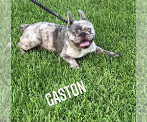 Father of the French Bulldog puppies born on 11/20/2022