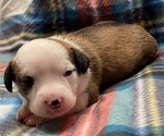 Small Photo #3 Chi-Chi Puppy For Sale in SOUTHERN PINES, NC, USA