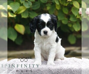Cavapoo Puppy for sale in KINZERS, PA, USA