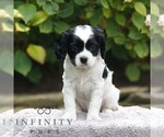 Small Cavapoo