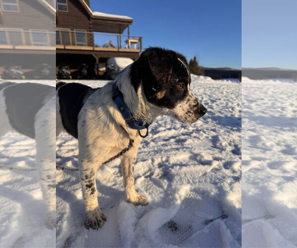 Medium Photo #2 Mutt Puppy For Sale in Garden City, NY, USA