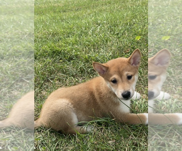 Medium Photo #3 Shiba Inu Puppy For Sale in CANOGA, NY, USA
