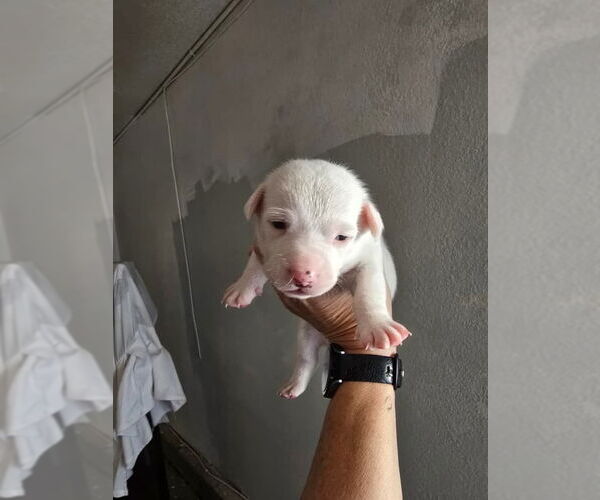 Medium Photo #3 Border Terrier-Rat Terrier Mix Puppy For Sale in DISCOVERY BAY, CA, USA