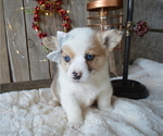 Small Photo #1 Pembroke Welsh Corgi Puppy For Sale in HONEY BROOK, PA, USA