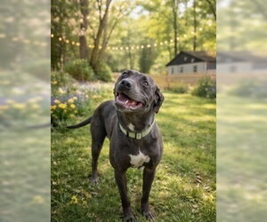 American Pit Bull Terrier-Unknown Mix Dogs for adoption in Mooresville, NC, USA