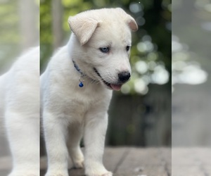 Siberian Husky Puppy for Sale in NEW ORLEANS, Louisiana USA