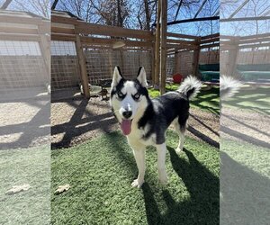 - Mix Dogs for adoption in Leavenworth, KS, USA