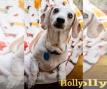 Small Photo #20 Dachshund Puppy For Sale in San Antonio, TX, USA