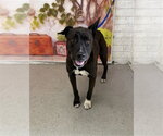 Small Labrador Retriever Mix
