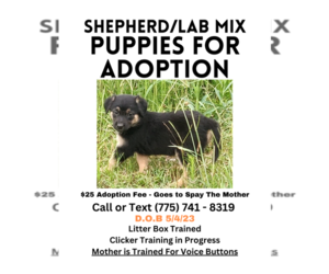 Shepradors Dogs for adoption in RIENZI, MS, USA