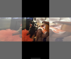 French Bulldog Puppy for sale in JACKSONVILLE, FL, USA