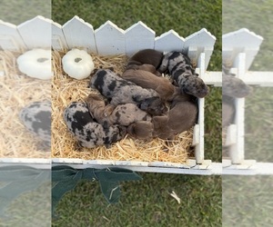 Dachshund Puppy for sale in GEORGETOWN, SC, USA