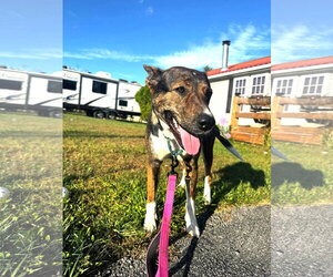 Lucy (3yo, 50ibs) - Female Mutt Dog for Adoption