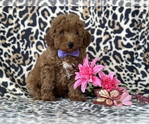 Goldendoodle (Miniature) Puppy for sale in LANCASTER, PA, USA