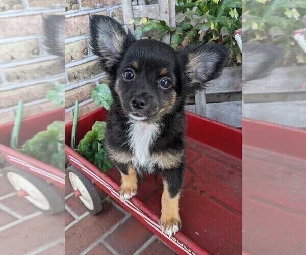 Medium Photo #10 Chihuahua Puppy For Sale in LEBANON, PA, USA