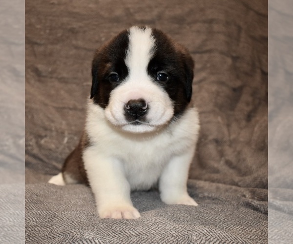 Medium Photo #5 Saint Bernard Puppy For Sale in CAMBRIDGE, NE, USA