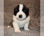 Small #4 Saint Bernard