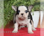 Small French Bulldog