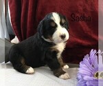 Puppy 8 Bernese Mountain Dog