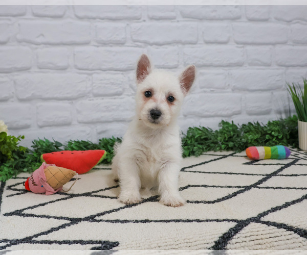 Medium Photo #4 West Highland White Terrier Puppy For Sale in SYRACUSE, IN, USA