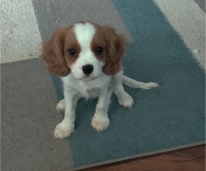 Cavalier King Charles Spaniel Puppy for Sale in LOUISVILLE, Kentucky USA