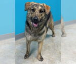 Small #6 Plott Hound Mix