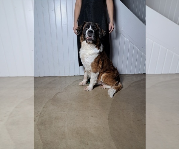 Medium Photo #3 Saint Bernard Puppy For Sale in SUGARCREEK, OH, USA