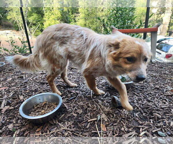 Medium Photo #3 Mutt Puppy For Sale in Paso Robles, CA, USA