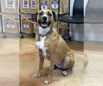 Small #22 Australian Shepherd-Boxer Mix