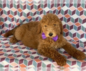 Goldendoodle Puppy for sale in LANCASTER, PA, USA
