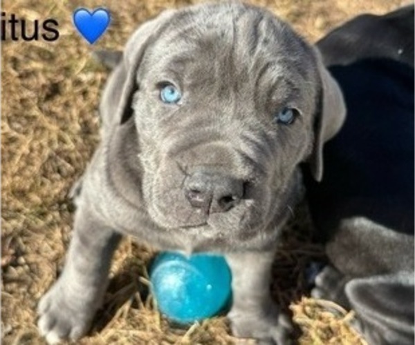 Medium Photo #1 Cane Corso Puppy For Sale in COLONIAL HEIGHTS, VA, USA