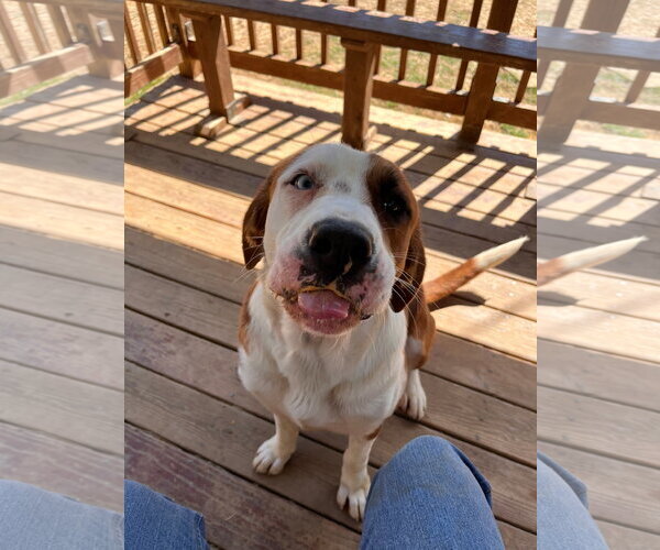 Medium Photo #2 Labrador Retriever-Unknown Mix Puppy For Sale in Wetumpka, AL, USA